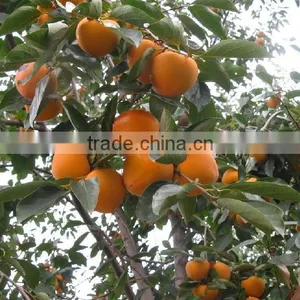 Manufactory Supplier of Persimmon Calyx Kaki Extract thumbnail-3
