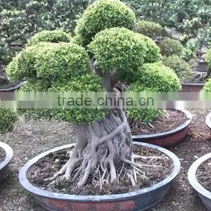 Ficus thumbnail-1