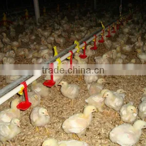 Broiler Chicken Poultry Farm Drinking System thumbnail-1