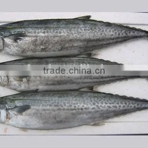 Frozen Spanish Mackerel Big Size thumbnail-1