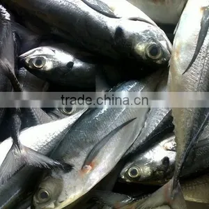 Fresh Frozen Horse Mackerel Fish From Alo Seafood Co., thumbnail-1