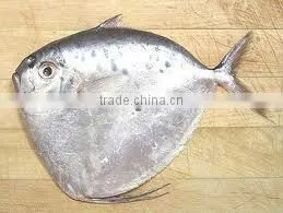 FROZEN MOONFISH thumbnail-1