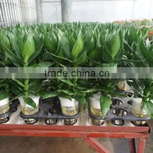 Dracaena Sanderiana Lotus 3 Pcs in One Pot thumbnail-5