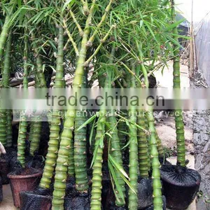 Bambusa Ventricosa thumbnail-1