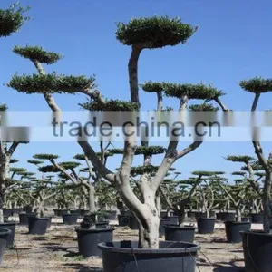 Olea Europaea "Pompon" Large Young Skin Trunk thumbnail-1
