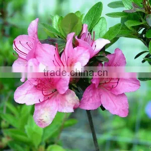 Customized el Animation Poster (factory Price, Good Quality, Timely Delivery) thumbnail-1