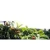 Ursolic Acid thumbnail-1