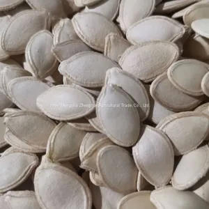 Big Size Shine Skin Pumpkin Seeds 10cm+ thumbnail-1