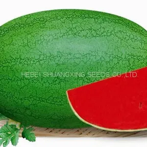 SHUANGXING f1 Big Hybrid Watermelon Seeds Outdoor Grown thumbnail-3