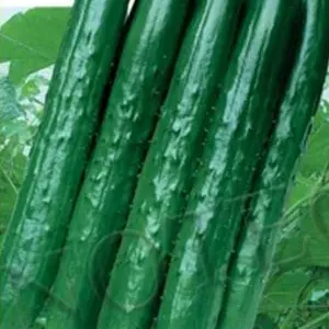 Hybrid F1 Cucumber Seed for Sowing Japanese Type thumbnail-1