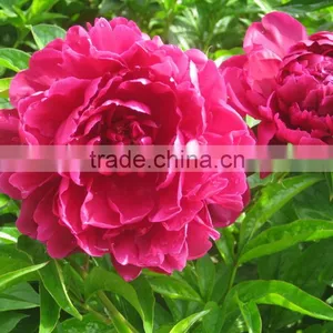 Color Hot Sell Three Heads White Peony thumbnail-3
