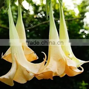 Treeform Datura, Datura , Flower Seeds , Herb Seed,vegetalbe Seed,fruit Seed,grass Seed thumbnail-4