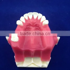 Medical Science Typhoon Dental Education Models thumbnail-3