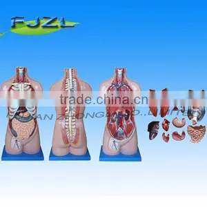 70CM 17 Parts Human Anatomy Sexless Torso Model thumbnail-1