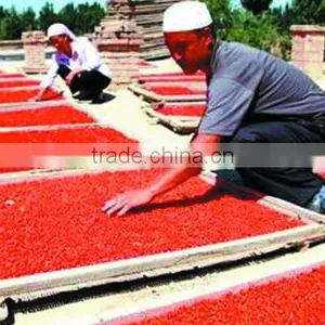 Premium Chinese Ningxia Goji Berry Natural Qinghai Herbs Gou qi zi Sleep Herbs Tea Dried Wolfberry Herbal Tea thumbnail-6