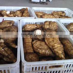 Chinese Vegetable Fresh Arrow Root on Sale thumbnail-5