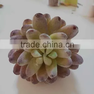 HOT Colored Fake Succulet Plants Succulent Plants for Wholesale thumbnail-5