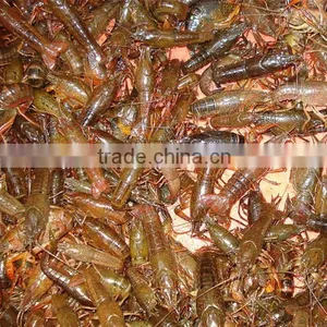 JY-30 Best Quality Shrimp Grading Machine thumbnail-6