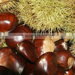High Quality Fresh Chestnuts for Sale thumbnail-1