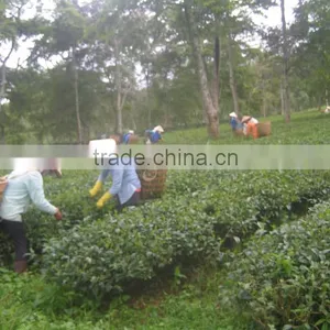 Green Oolong Tea thumbnail-3