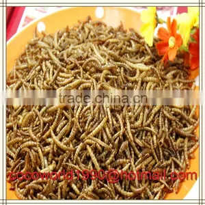 Bird Eating Worm/mealworm Snack/what do Mealworms Like to Eat thumbnail-1