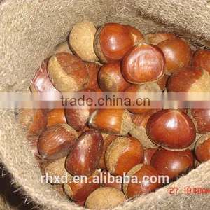 New Crop Chinese Chestnuts/ Raw Organic Bulk Nuts/peeled Chestnuts for Sale/roasted Chestnuts thumbnail-3