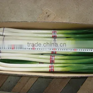 2016 New Crop Fresh Scallions (fresh Leek) thumbnail-1
