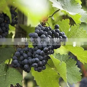 Fresh Grapes for Sale thumbnail-2