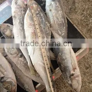 High Quality Frozen Frozen Horse Mackerel With Competitive Prices thumbnail-1