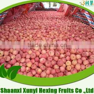 New Arrival Hot Sale Sweet Delicious Fresh Red Fuji Apple thumbnail-1