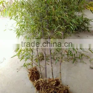Perennial Plants Bamboo Seedling thumbnail-1