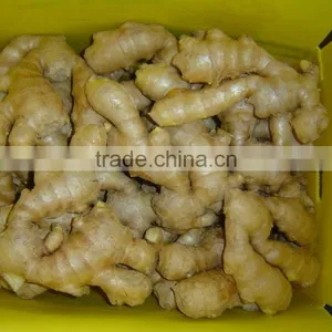 Chinese Organic Air Dried Ginger thumbnail-2