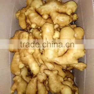 World Best Price Best Quality of Fresh Ginger thumbnail-1