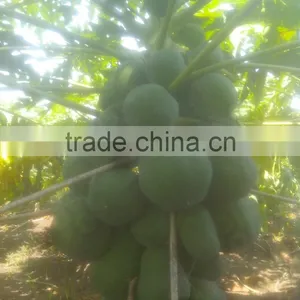 2016 Hybrid F1 High Yield Red Lady Papaya Seeds For Growing Thaiwan thumbnail-2