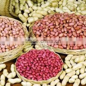 Almonds Kernels Grader Sorter Packing Fruit Sorting Machine thumbnail-5