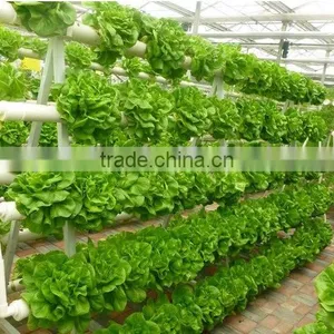 Professional Greenhouse Project Commercial Hydroponic Systems thumbnail-2