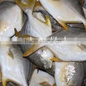 Gold Pomfret Export Fresh Fish Trading Companies thumbnail-1