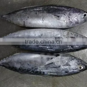 Fresh New Season Frozen Skipjack Tuna , Bonito Whole Round thumbnail-3