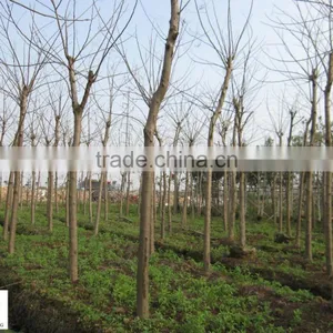 Delonix Regia Trees thumbnail-2