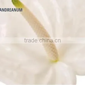 ANTHURIUM ANDREANUM thumbnail-1