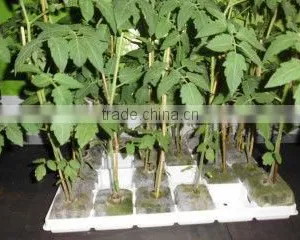 Grow Cube thumbnail-1