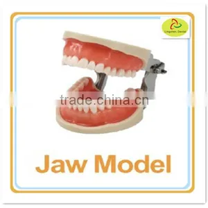 Hot Sell Standard Tooth Jaw Model thumbnail-1