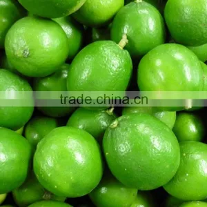 CHEAPER PRICE VIETNAM FRESH LIME thumbnail-3