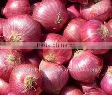 Indian Big Red Onion Suppliers thumbnail-1
