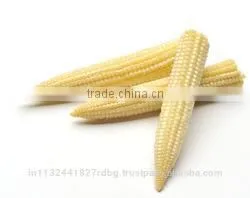 Fresh Baby Corn/baby Corn Exporters/farm Fresh Baby Corn thumbnail-2