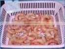 Headless Ezee Peel Shrimps thumbnail-1