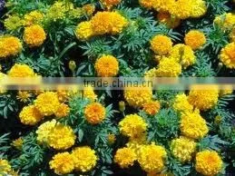 Marigold Extract Lutein 10% thumbnail-1