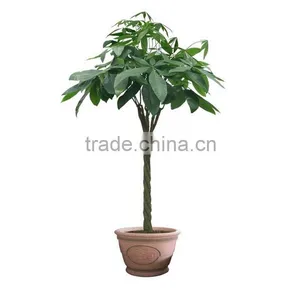 Mini Money Tree Decoration Short Flowering Plants thumbnail-6