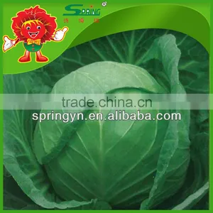 Green Cabbage for Sale/fresh Cabbage Grade A thumbnail-4