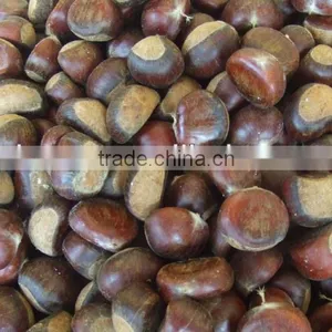 Edible Chestnuts thumbnail-1